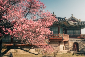 벚꽃만 꽃이더냐…서울관광재단, 다양한 봄꽃 명소 추천