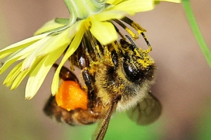 꽃가루 가득 묻힌 꿀벌