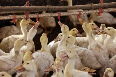 thumbnail - 오리 배 갈랐더니 ‘황금’이…中 농부, 뜻밖의 횡재