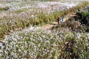 서울억새 축제…‘은빛 하늘공원’