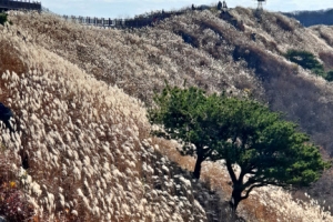 오서산 억새 물결