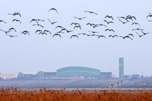 무안공항 인근 지나는 철새들