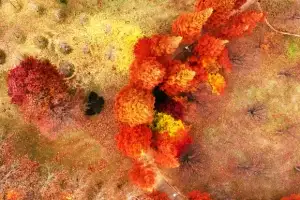 thumbnail - 단풍 그림