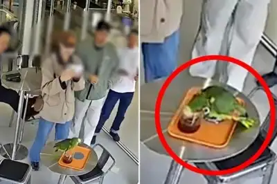 thumbnail - “앵무새가 커피 훔쳐 마신다” 신고…카페서 무슨 일이 [포착]