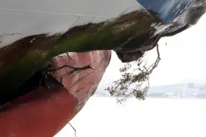 thumbnail - 좌초선박, 선수에 낀 나뭇가지