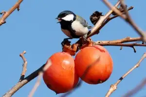 thumbnail - 감 먹는 박새