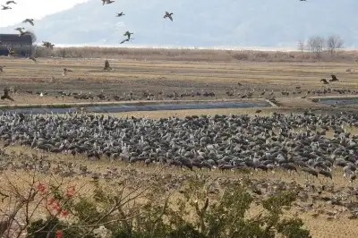 thumbnail - ‘순천만 흑두루미 연구’ 국내 최초 국제 학술지 등재