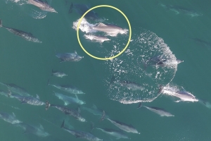 바다 돌아간 돌고래 춘삼이, 세 번째 새끼 출산