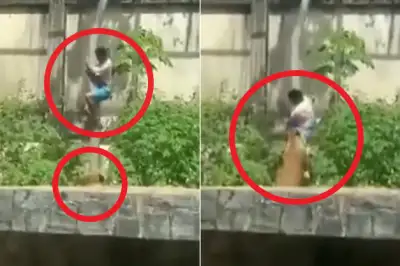 thumbnail - 6m 담 넘은 남성, 암사자가 발톱·이빨로 끌어내려 살해… 브라질 동물원 폐쇄 [포착]