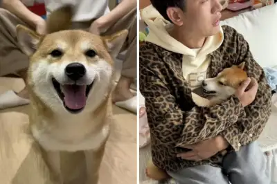 thumbnail - “독살당한 시바견 이용해 돈벌이”…카메라 앞 우는 中부부에 비난 봇물