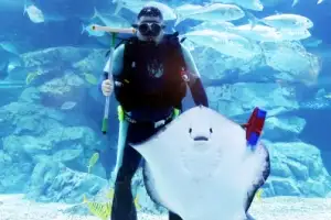 thumbnail - 가오리와 함께하는 수조 청소