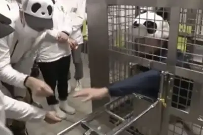 thumbnail - 판다 떠난 우리에 직원들이 들어가 판다 흉내…日동물원 ‘사육사 체험’ 인기