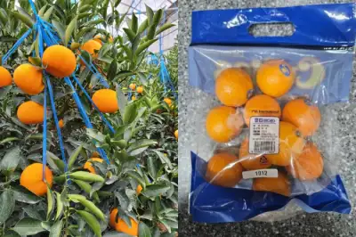 thumbnail - 미국산 ‘만다린’ 무관세 공습… 시험대 오른 제주 감귤산업