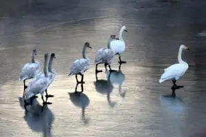 thumbnail - ‘얼음 위 조심조심’