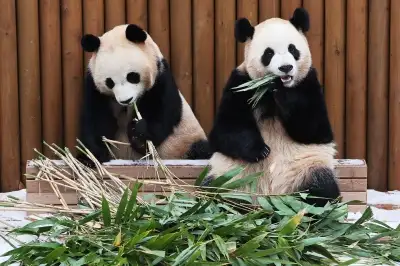 thumbnail - 쌍둥이 판다 눈 위에서 식사