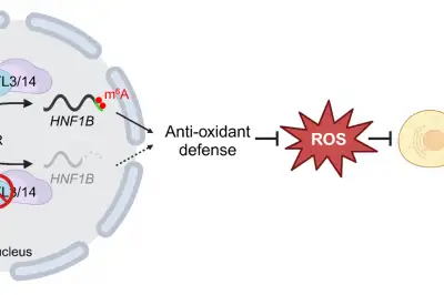 thumbnail - 암세포의 스트레스 방어체계 무너뜨려 췌장암 잡는다