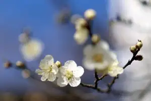 thumbnail - 대한 추위 속 꽃망울 터뜨린 매화