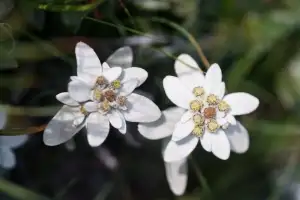 thumbnail - ‘한라산 에델바이스’ 단 7개체뿐… 소멸 내몰린 희귀종 한라솜다리