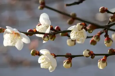 thumbnail - 한파 속 봄소식 전하는 매화