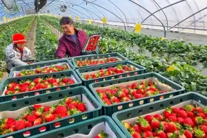 thumbnail - 광주 특산품 지산딸기 수확