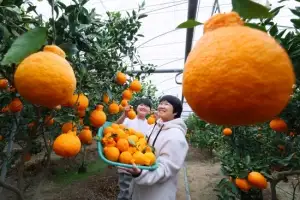 thumbnail - 겨울 햇살 머금은 황금빛 한라봉