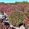 thumbnail - 제주 봄의 전령 동백꽃 만발