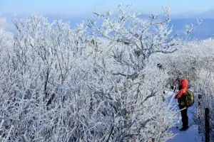 thumbnail - ‘상고대 활짝’ 핀 태백산