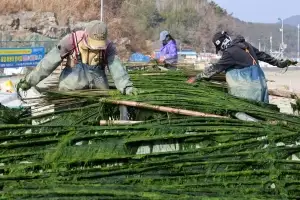 thumbnail - ‘바다의 초록 보석’ 장흥 매생이