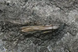 thumbnail - 1400년 만에 울려 퍼진 청아한 백제인 피리 소리