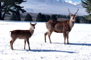 설원을 누비는 ‘꽃사슴’