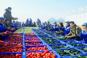 thumbnail - 北, 신의주온실종합농장서 첫 채소 수확