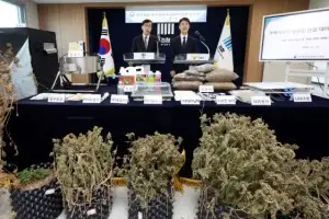 thumbnail - 주택가까지 침투한 대마