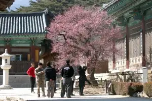 thumbnail - 양산 통도사 홍매화 활짝
