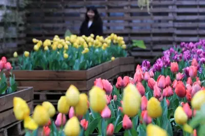 thumbnail - 제주에 찾아온 ‘봄의 전령’ 튤립