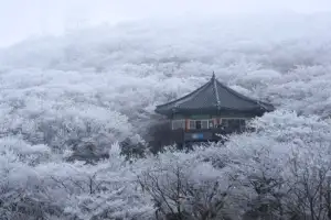 thumbnail - ‘봄 설경’ 한라산 은빛 상고대 활짝