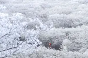 thumbnail - ‘봄 설경’ 한라산 은빛 상고대 활짝