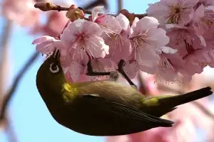 thumbnail - 꿀 찾는 동박새