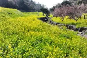 thumbnail - 엉덩물 계곡에 활짝 핀 유채꽃