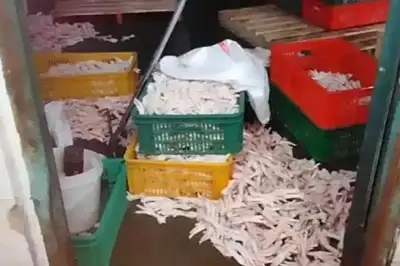 thumbnail - 뽀얀 닭발, 불결한 ‘소독약 표백’ 들통났다…中제품 국내 유통 가능성은?