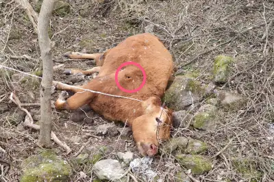 thumbnail - [단독] “총에 맞았나”… 멀쩡하게 살아있던 황소의 갑작스런 죽음