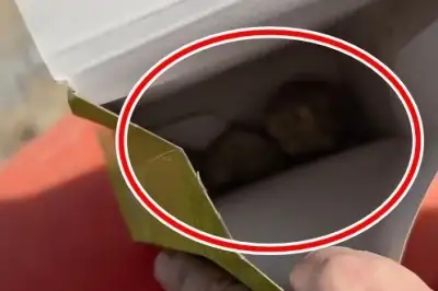 thumbnail - “만원짜리 군밤, 돌멩이 세 개” 이번엔 광양 매화축제…“거스름돈 안 줘”