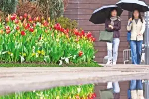 thumbnail - 봄비 뒤엔 꽃샘추위