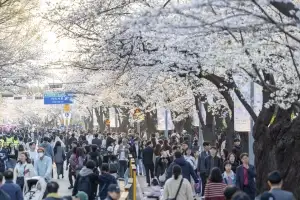 thumbnail - ‘블랙이글스’부터 ‘꽃길 걷기’ 퍼레이드까지…여의도 봄꽃축제 개최