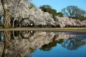 thumbnail - 벚꽃 만개