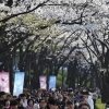 thumbnail - 더 길어진 석촌호수 벚꽃축제… 여유롭게 ‘송파의 봄’ 즐겨볼까
