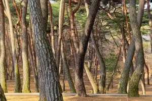 thumbnail - 풍파가 빚은 곡선