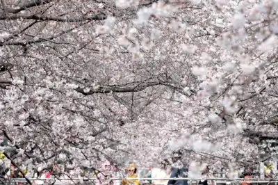 thumbnail - 분홍빛 K 벚꽃 ‘진해군항제’ 개막