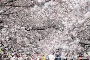 thumbnail - 분홍빛 K 벚꽃 ‘진해군항제’ 개막