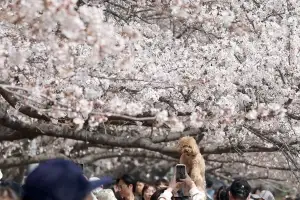 thumbnail - 멍멍이도 설레는 벚꽃의 계절