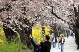 thumbnail - ‘봄이 활짝’… 벚꽃 핀 윤중로